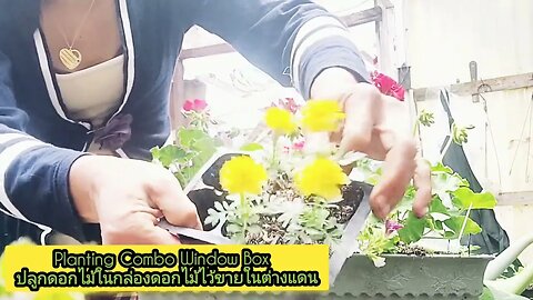 Planting Combo Window Box ปลูกดอกไม้ในกล่องดอกไม้ไว้ขายในต่างแดน