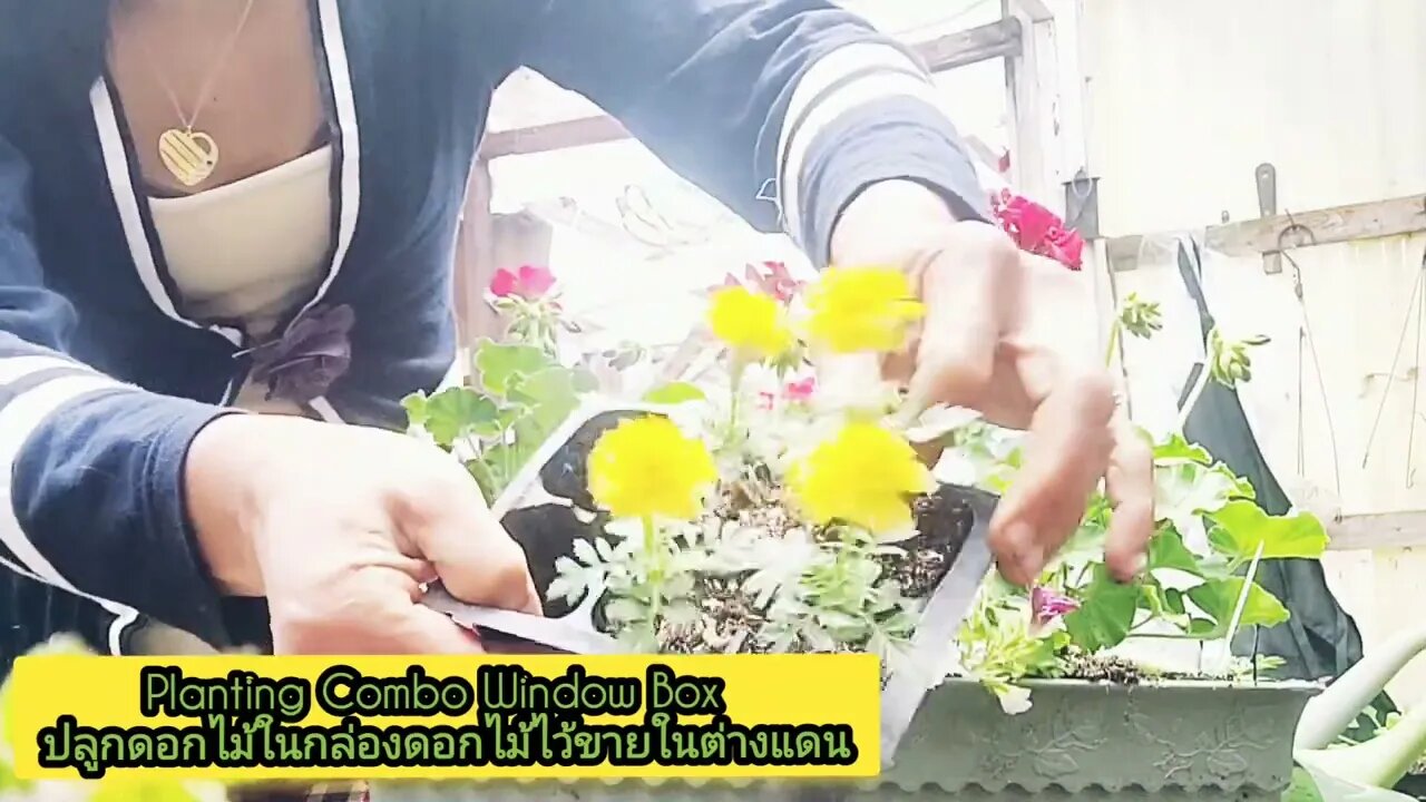 Planting Combo Window Box ปลูกดอกไม้ในกล่องดอกไม้ไว้ขายในต่างแดน