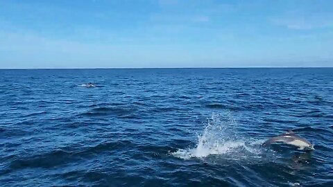 Dolphins swimming in the Santa Barbara Channel