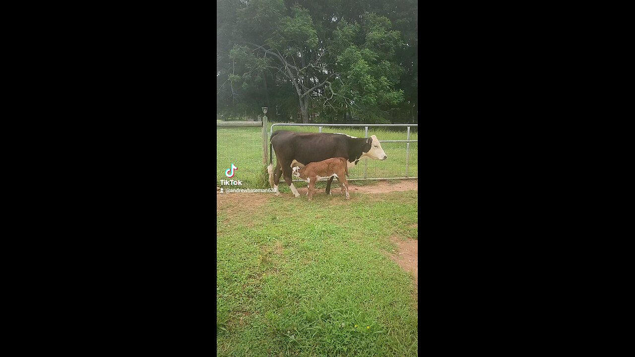 Momma cow feeding baby calf.