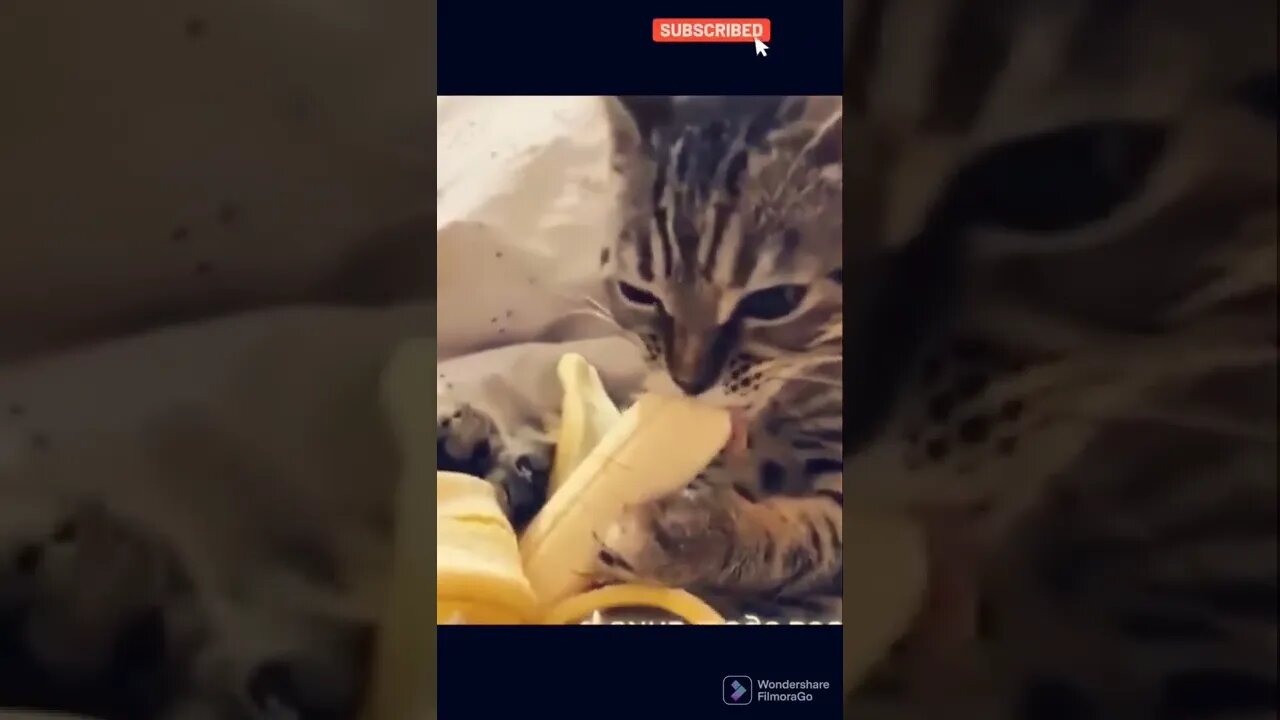 Cute Kitty eating banana 🥰🥰💕 #shorts #catvideos #trending