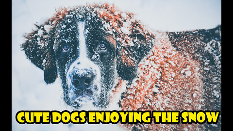 cute dogs enjoying the snow🐶⛄