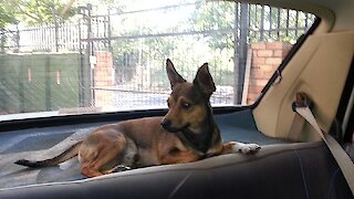 Perfect Example Of Why A Dog's Love Is Unconditional