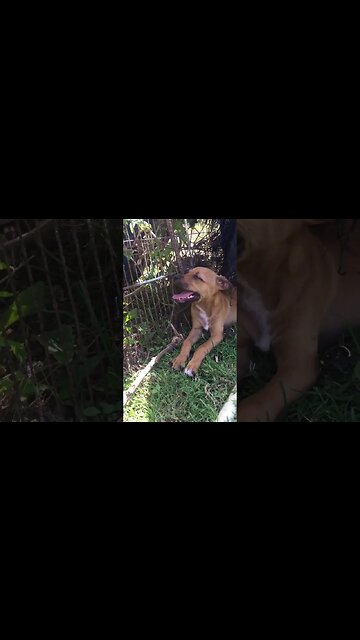 Sponsor A Caribbean Puppy Dog