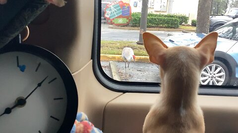 Chihuahua sees a stork for the very first time🤣