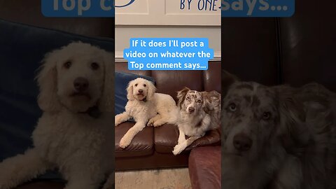 I bet this video can’t get the same number of likes and comments! #dogs #challenge #fyp #fypシ