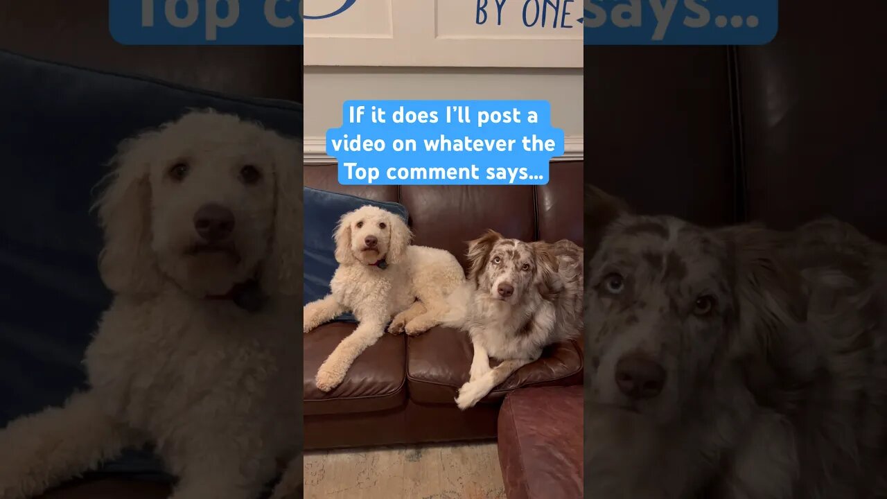 I bet this video can’t get the same number of likes and comments! #dogs #challenge #fyp #fypシ