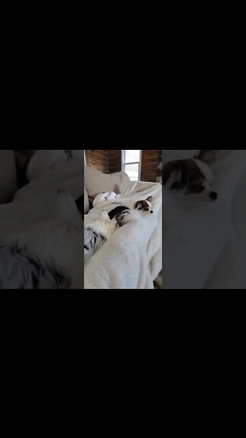 Two Chihuahuas living tent free for sure....