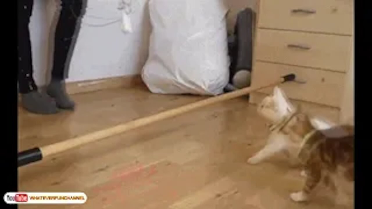 funy cat video-new