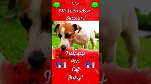 Watermelon 4th Of July #usa #food #dog