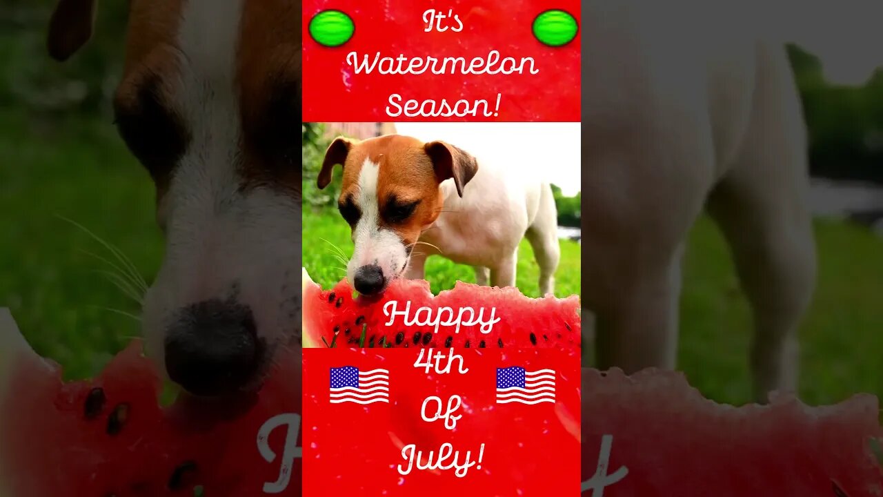 Watermelon 4th Of July #usa #food #dog