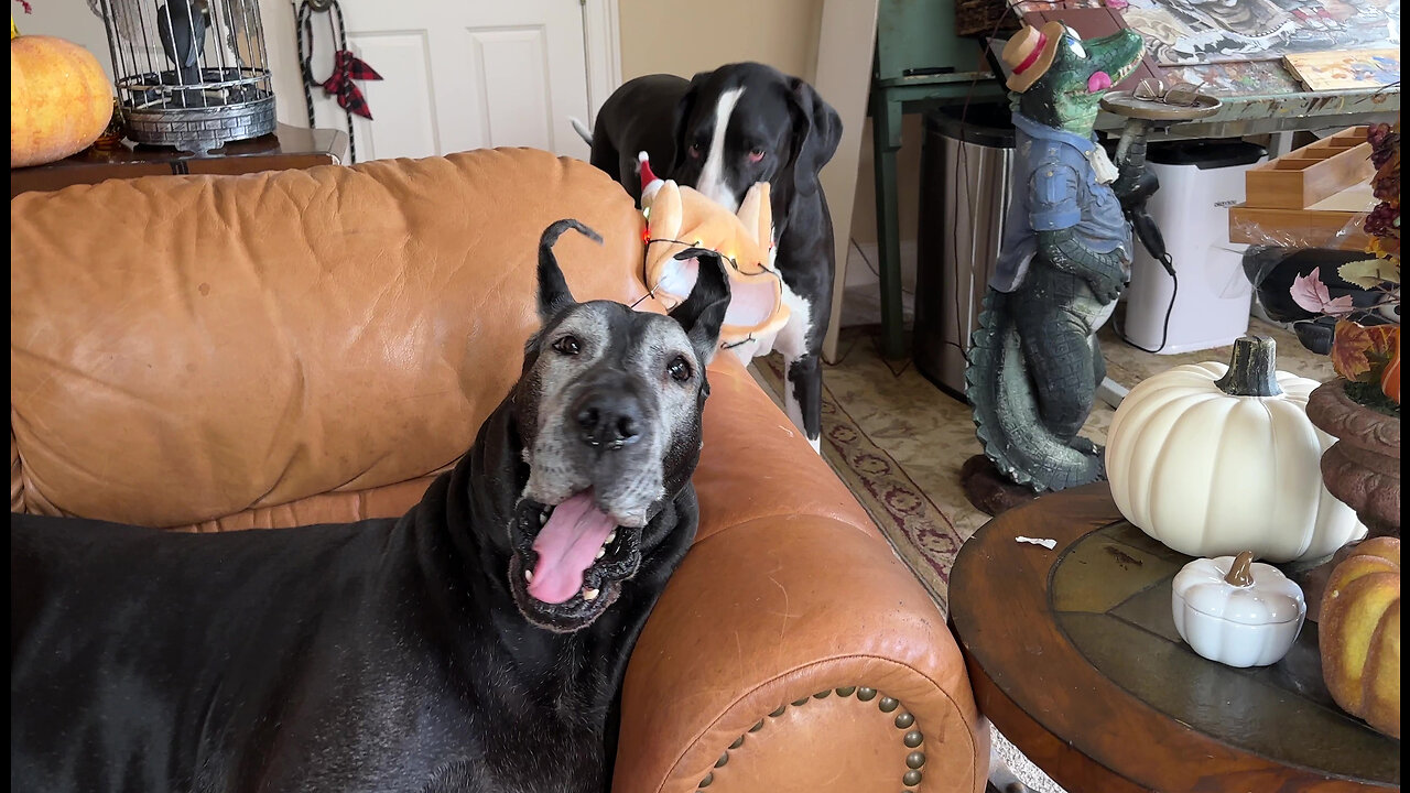 Funny Great Dane Swipes Light Up Turkey Hat & Runs Into Cat Police