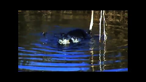 Mating River Otters.