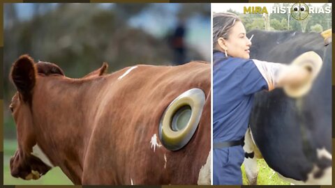 Porque estão criando buracos no estômago de algumas vacas? Saiba o motivo e pra que isso serve