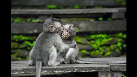 Cute Looking Monkeys Having A Good Time