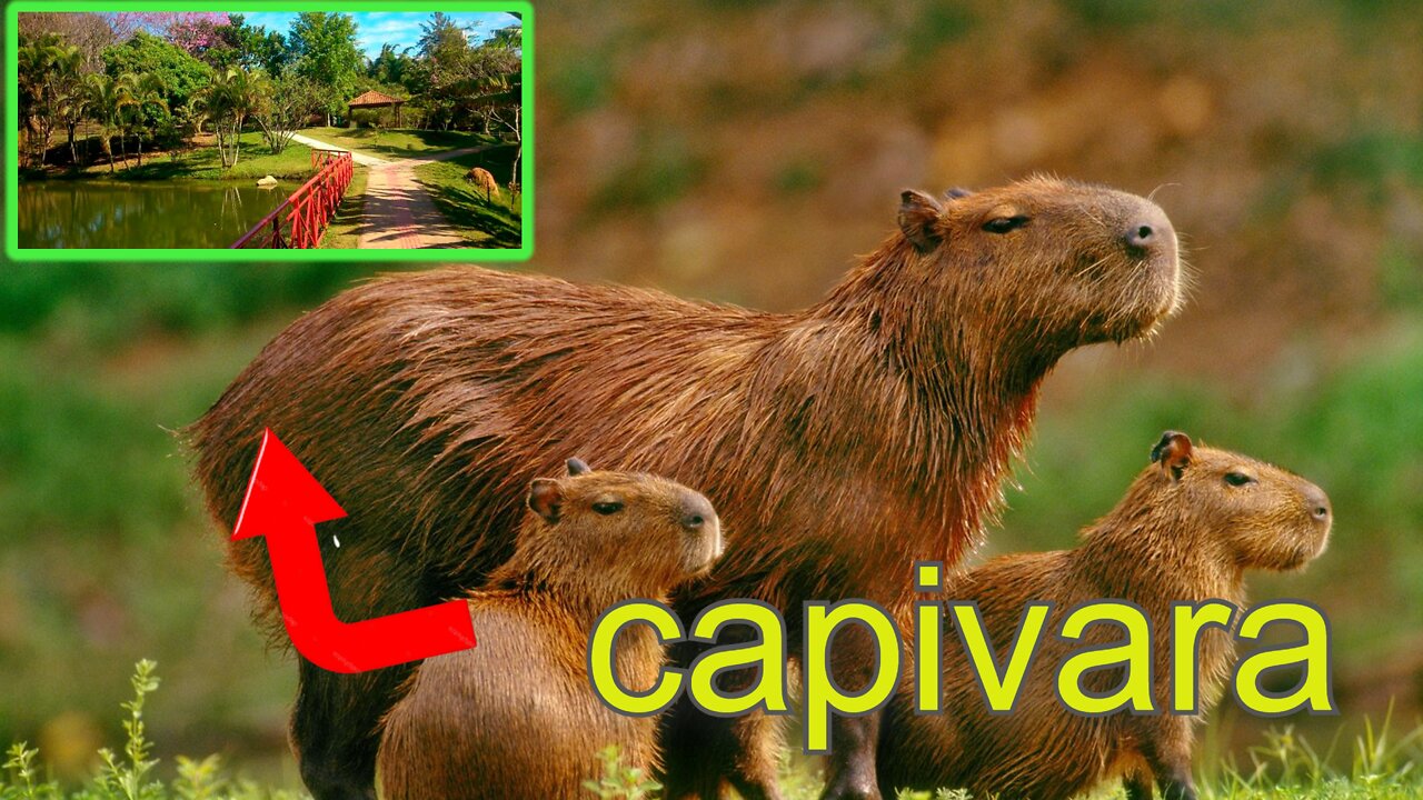 This place is full of these animals