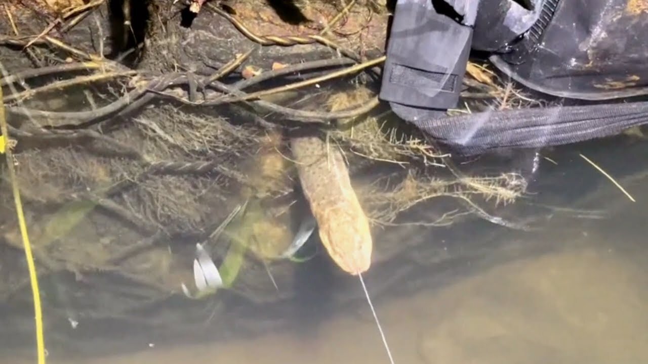 Eel Catching | Catching a King Eel Looks Amazing | Eel Catching Styles | fish for eels