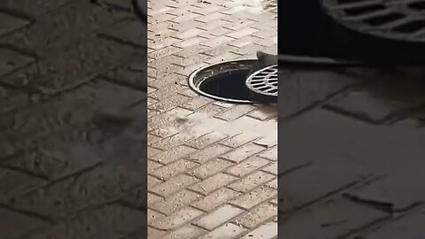 Helping a Raccoon