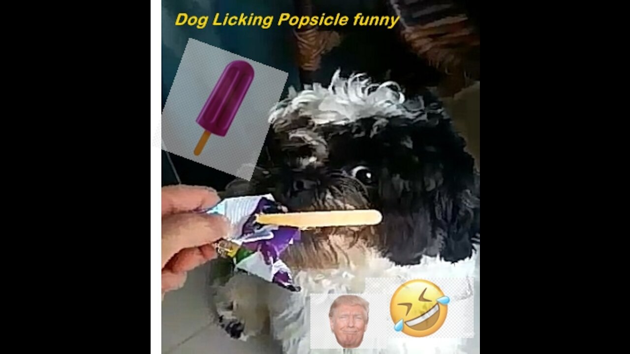 Dog Licking Popsicle funny