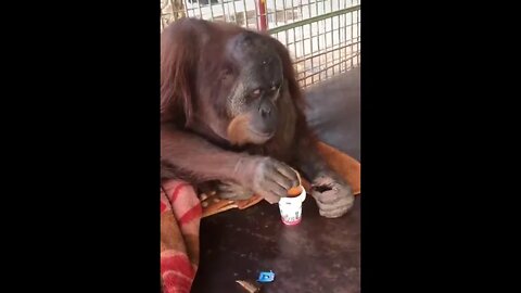 Orangutan dipping bread in his tea