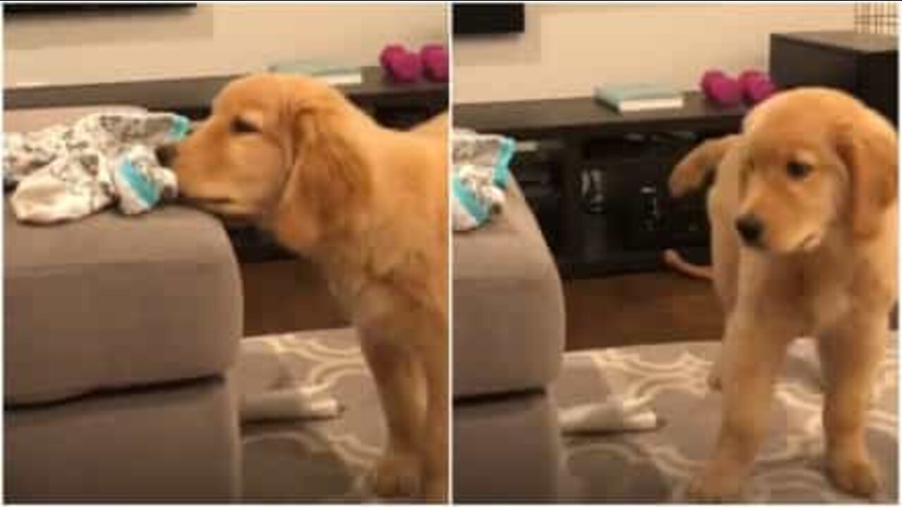 Denna golden retriever är besatt av strumpor!