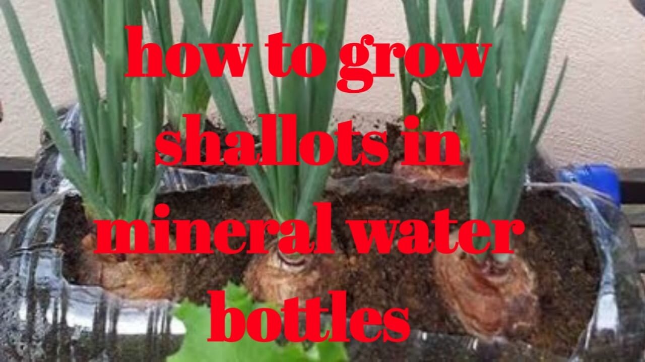 how to grow onions in used bottles