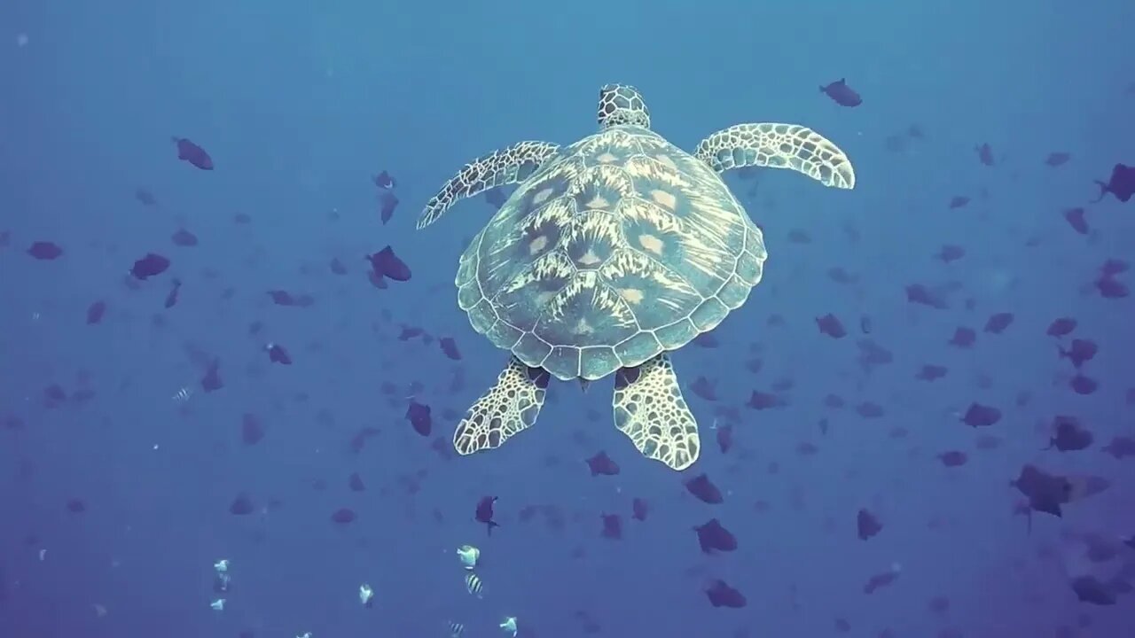 "Exploring the Fascinating World of Underwater Sea Life."