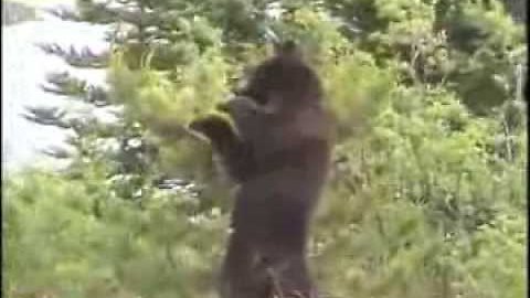 Grizzly Bear photo shoot!