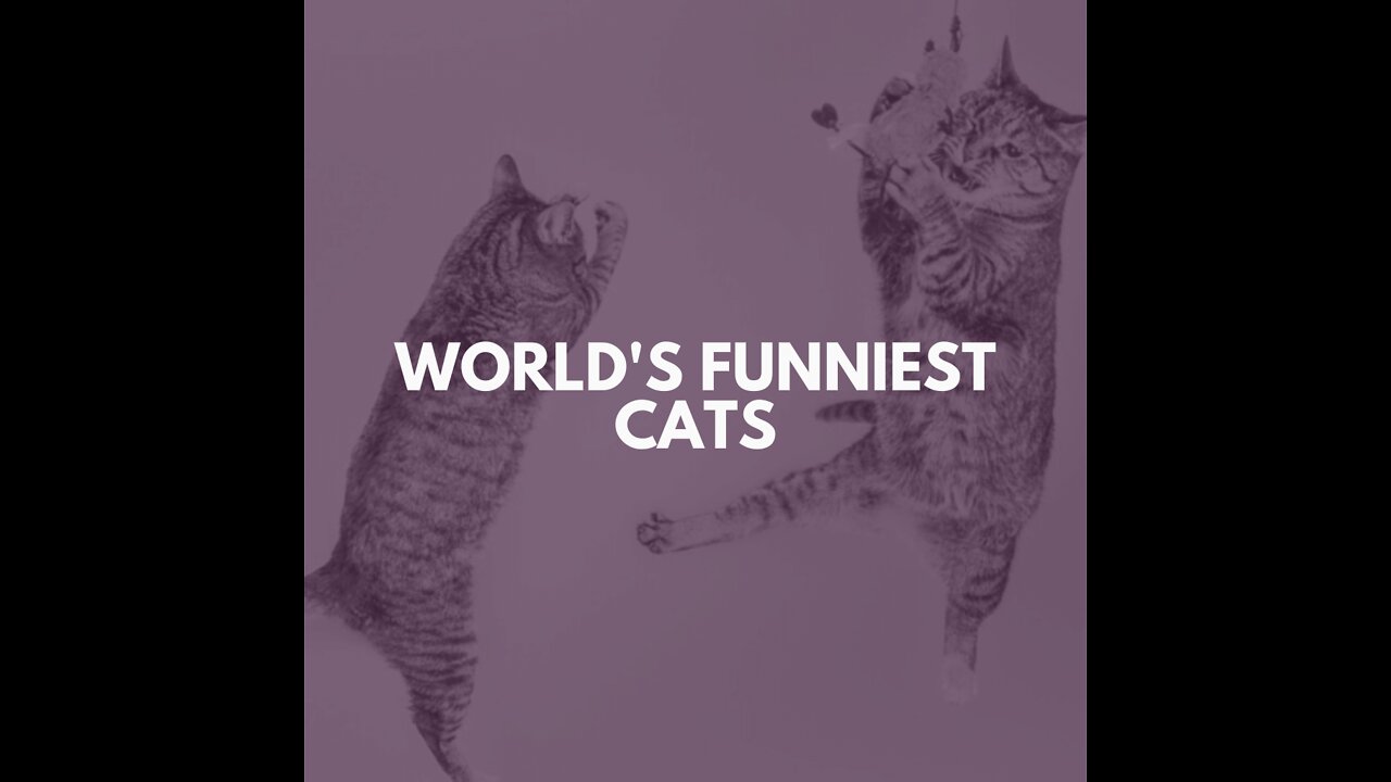 Don't try to hold your laughter when seeing the funniest cats in the world