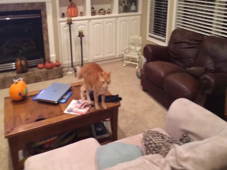 Cat and Dog have Sibling Spat