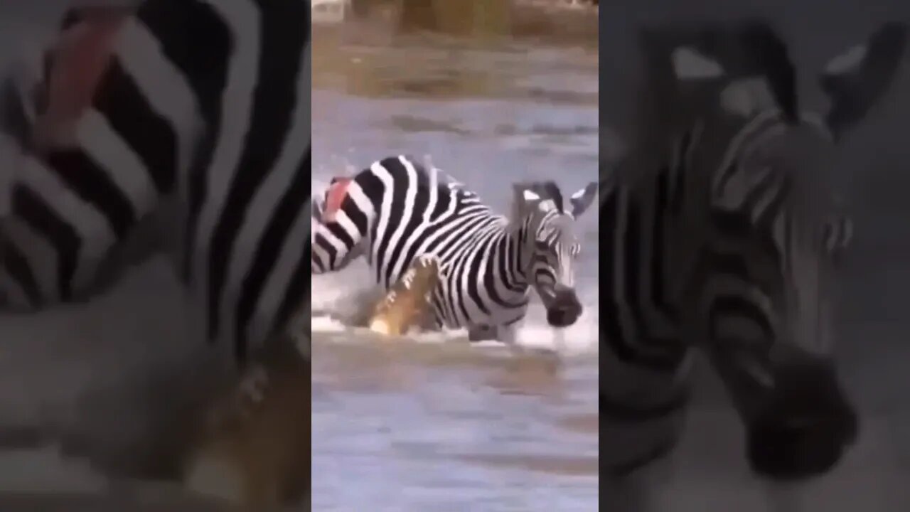 Stop it Terry! zebra escapes alligators while hippos DGAF #nonsense #zoobox