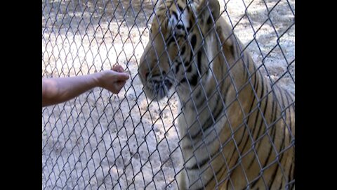 Behind the scenes: Bengal tiger's veterinarian appointment at the Wildlife World Zoo - ABC15 Digital