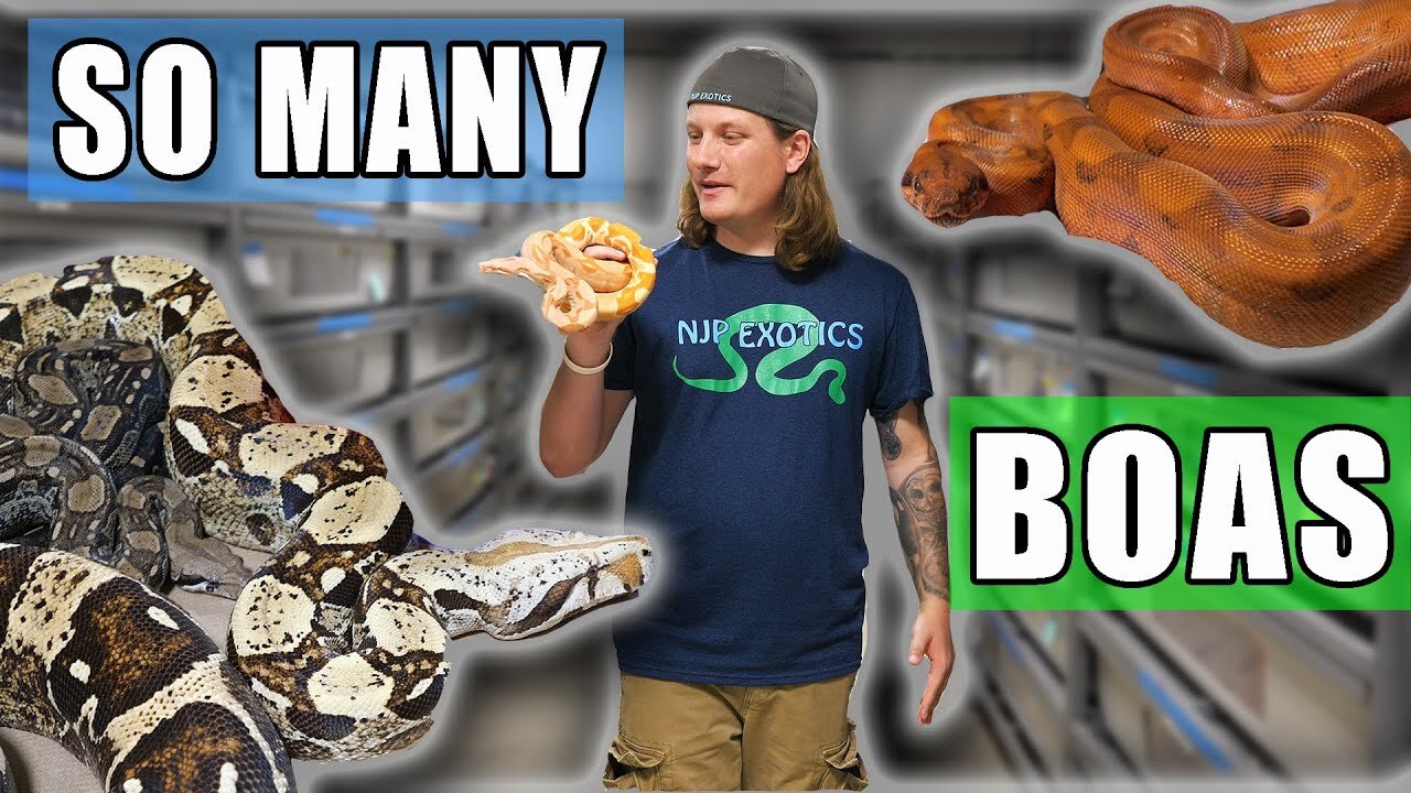 NEW Boa Constrictor Room Tour - John Chausmer Reptiles