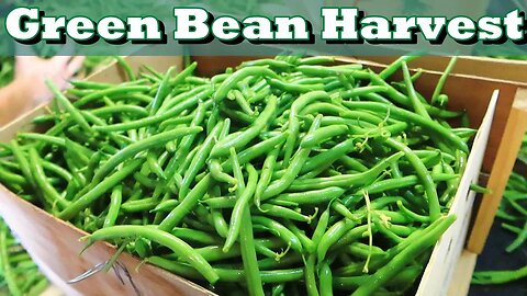 Harvesting, Washing, Cooling, and Packing Green Beans \\ Oxbo BH100 Green Bean Harvester