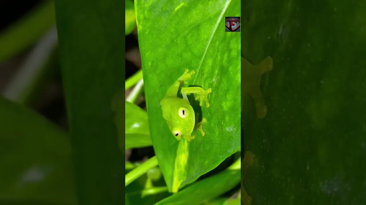 The Glass Frog Facts #shorts #amazingfacts #animals #frog