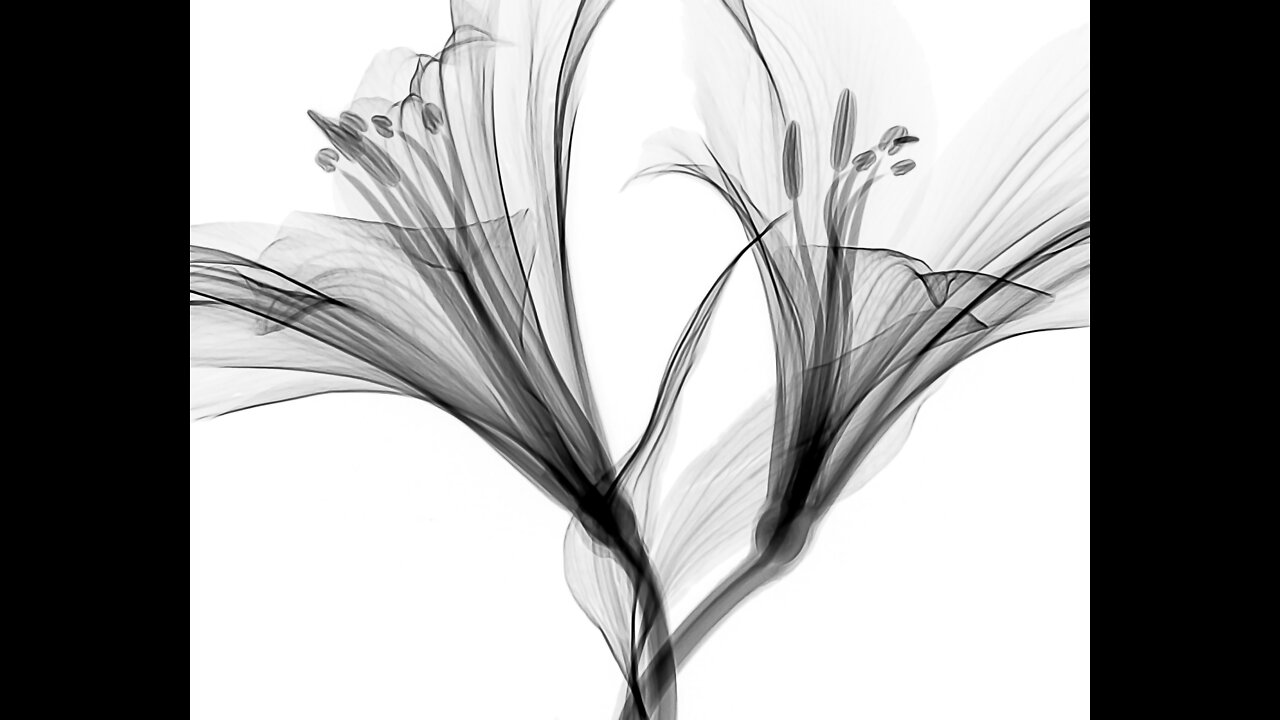 White Noise Part one