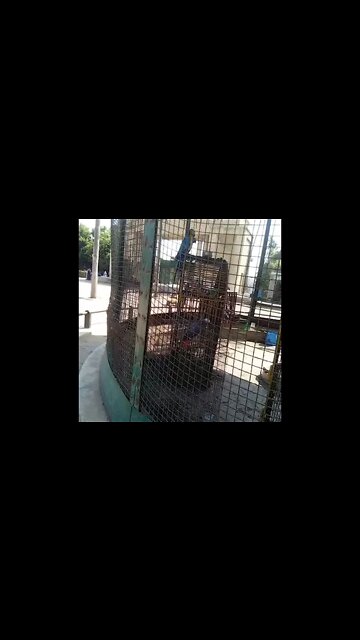 Watch Those Beautiful Singing Birds