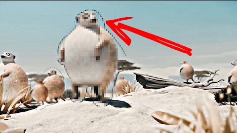 Funny 🤣 fat 😋 animals 😹🙉