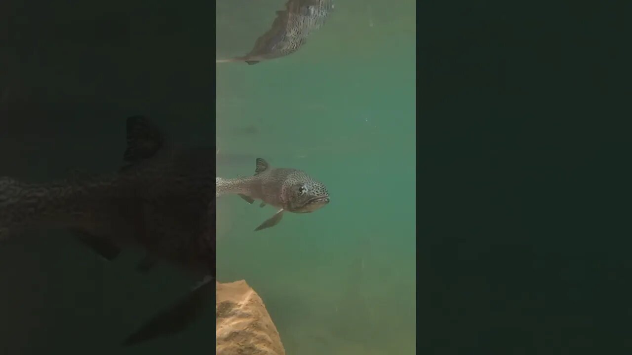 Trout-Underwater release