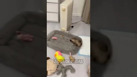 ESSE CACHORRO PARECE O EXORCISTA 🤣🤣🤣