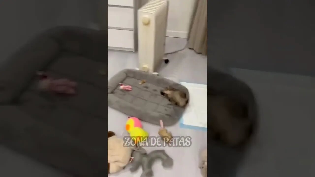 ESSE CACHORRO PARECE O EXORCISTA 🤣🤣🤣