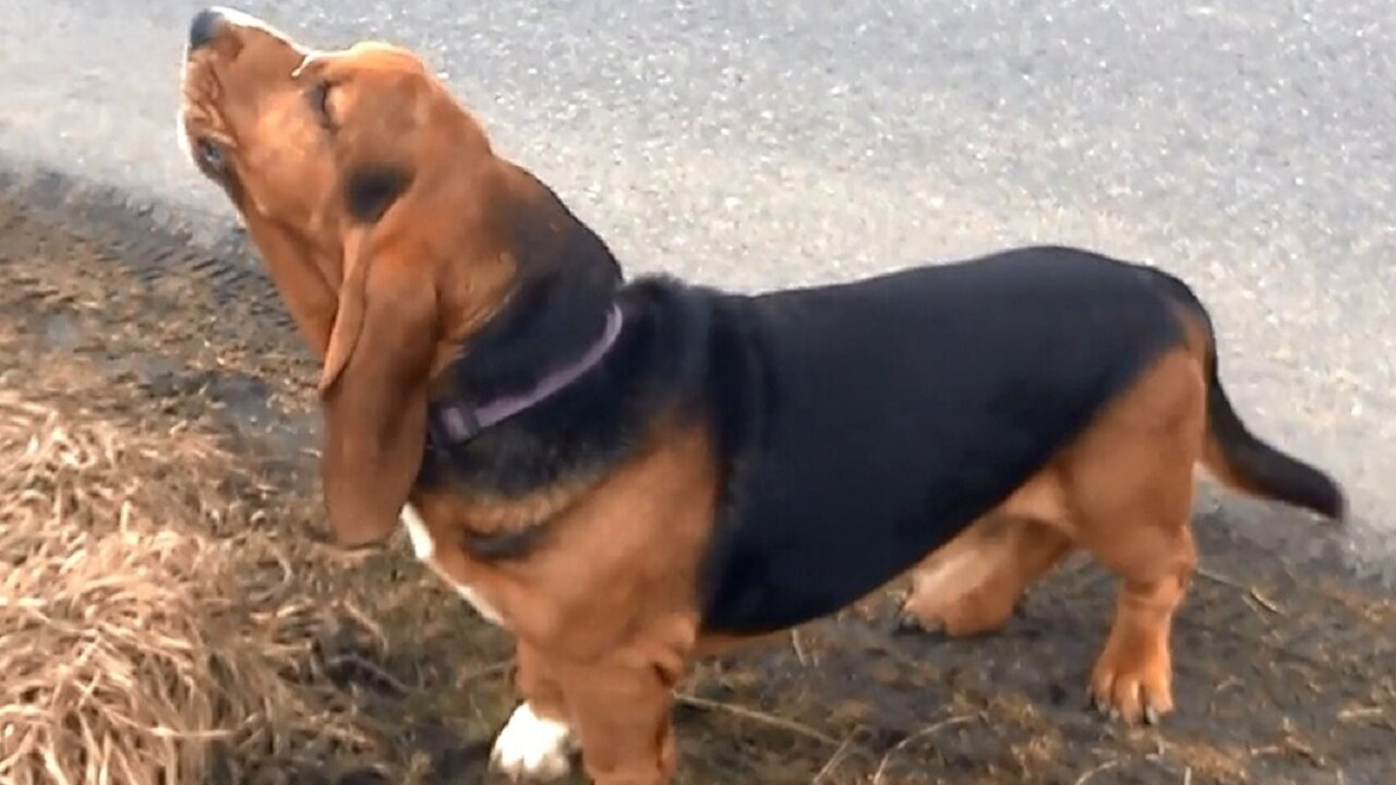 Hound Hears Ambulance, Howls Along With The Sirens