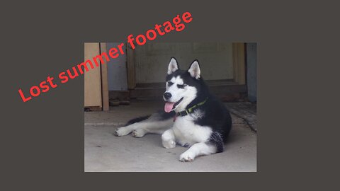 Husky Choas Too Cute.