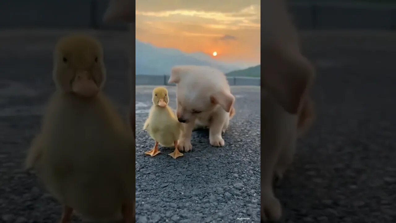 Dog friend duck #shorts #youtubeshorts #animals