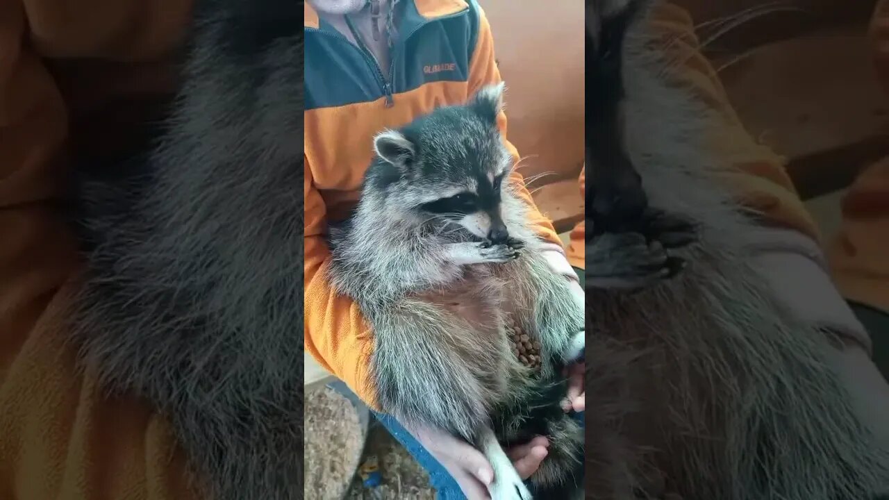 #shorts Смешные Еноты Из Тик Ток 37 Funny Tik Tok Raccoons