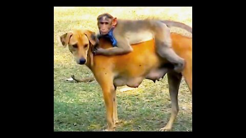 Monkey rides a dog makes fun