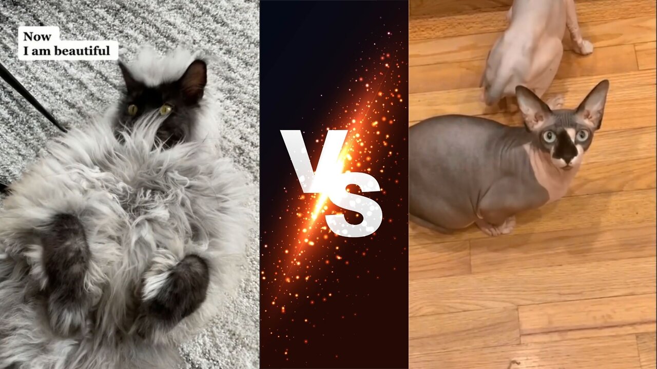 Hairy cat vs non hairy cat (what do you prefer?)