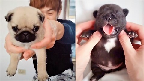 Baby Dogs - Cute and Funny Dog Videos Compilation-1