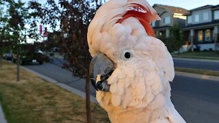 Cockatoo wakes up the neighborhood