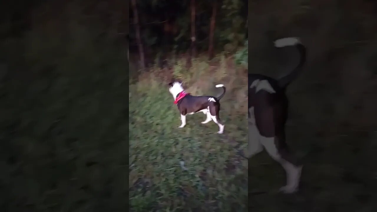 he likes going 4 a walk